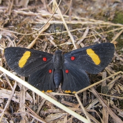 Melanis electron