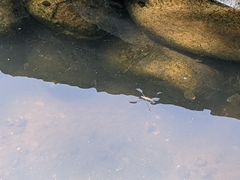 Aquarius paludum paludum