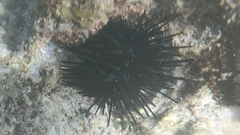 Echinothrix diadema
