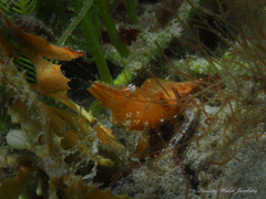 Leander tenuicornis