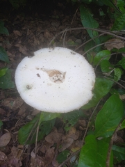 Chlorophyllum molybdites