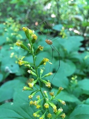 Leiobunum politum
