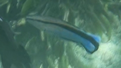 Labroides dimidiatus