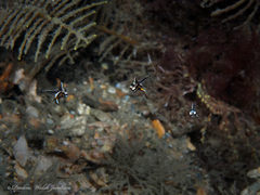 Pareques acuminatus