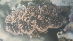 Tridacna maxima