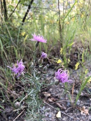 Centaurea stoebe