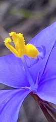 Patersonia