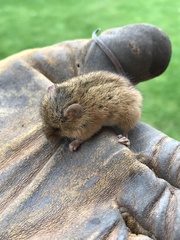 Micromys minutus