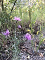 Centaurea stoebe