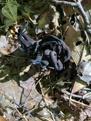 Craterellus cornucopioides