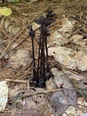 Craterellus cornucopioides