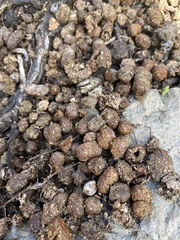 Procavia capensis