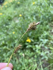 Carex luzulina