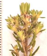 Phylica paniculata
