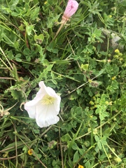 Oenothera acaulis