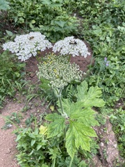 Heracleum