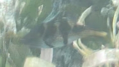 Canthigaster valentini