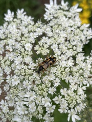 Xestoleptura
