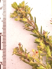 Phylica paniculata
