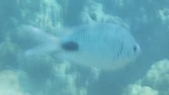 Abudefduf sparoides
