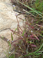Cyanotis speciosa