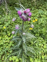 Cirsium edule