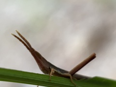 Achurum carinatum
