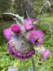 Cirsium edule