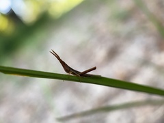 Achurum carinatum