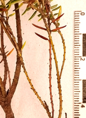 Phylica paniculata