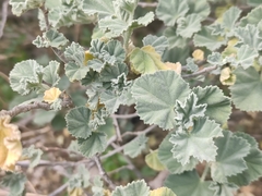 Malva subovata