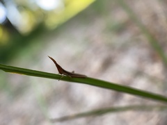 Achurum carinatum