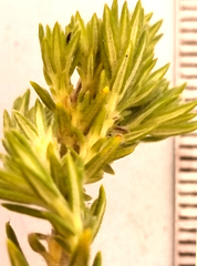Phylica paniculata