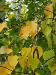 Betula papyrifera