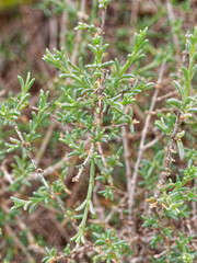 Salsola oppositifolia