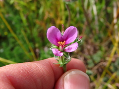Pelargonium hirtum
