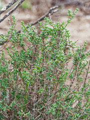Salsola oppositifolia