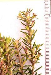 Phylica paniculata