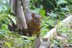 Dasyprocta variegata