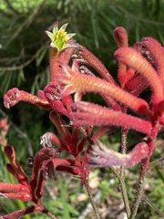 Anigozanthos flavidus
