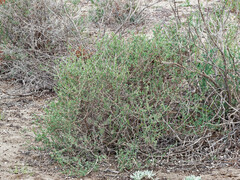 Salsola oppositifolia