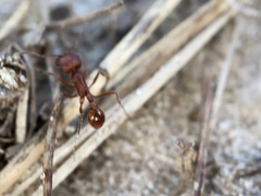Pogonomyrmex badius