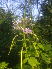 Cleome