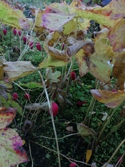 Podophyllum hexandrum