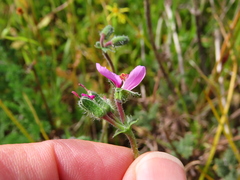 Pelargonium hirtum