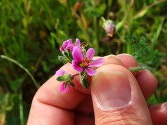 Pelargonium hirtum