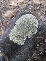 Lecanoromycetidae
