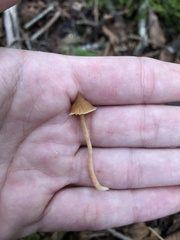 Conocybe tenera