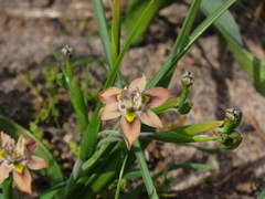 Moraea vegeta