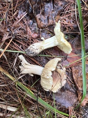 Tricholoma equestre